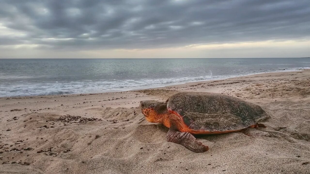 A sea turtle boom may be hiding a population collapse