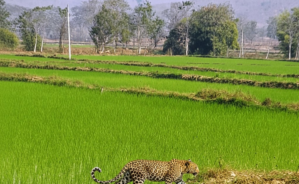 मां से बिछड़कर चार माह का तेंदुए का शावक पहुंचा खेत में ,ग्रामीणों के सहयोग से वन विभाग ने किया सुरक्षित रेस्क्यू